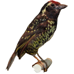 非洲拟啄木鸟科的缩略图