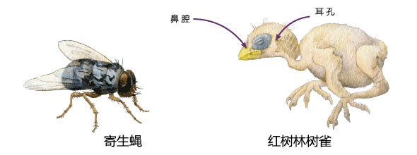 正在为生存而战的达尔文雀