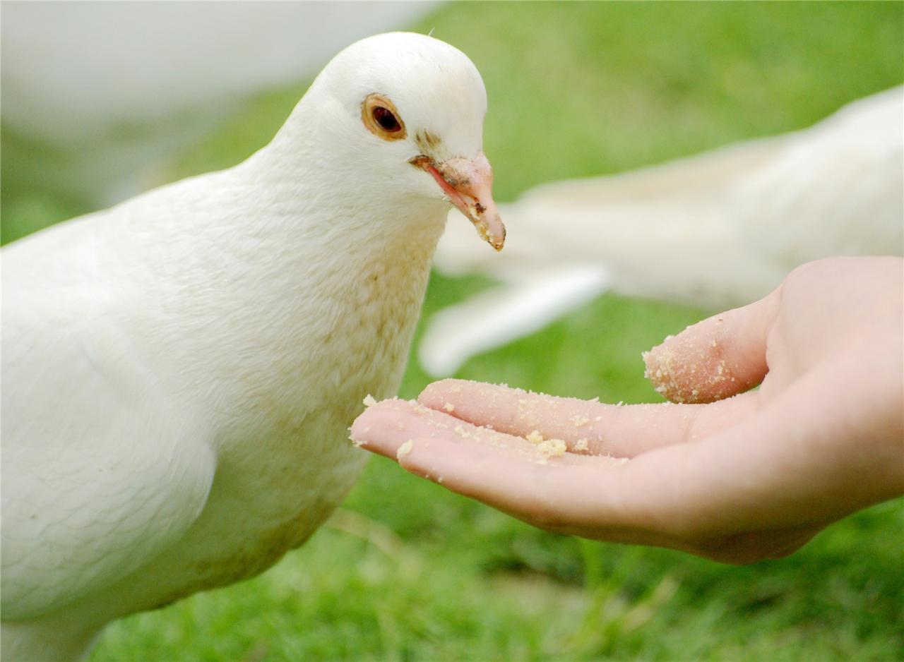 鸽子