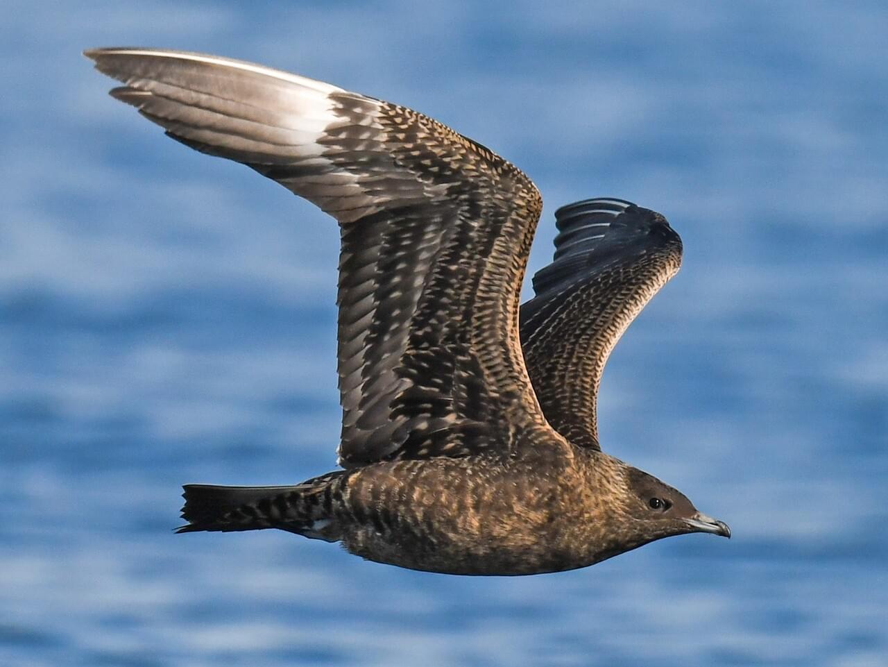 Parasitic Jaeger