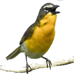 黄胸大䳭莺科的缩略图